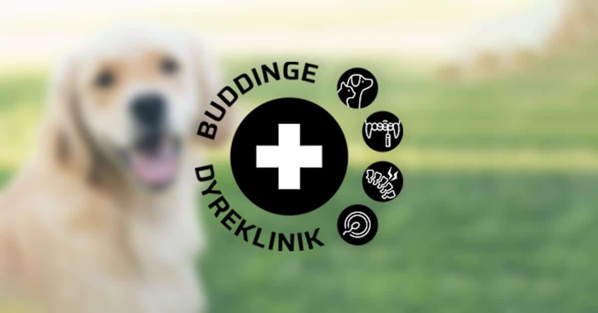 Buddinge Dyreklinik ApS logo