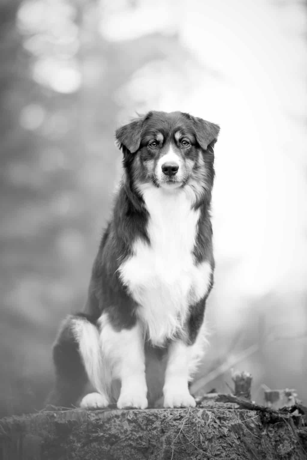 En dyrlæge i Bagsværd på Bagsværd Torv