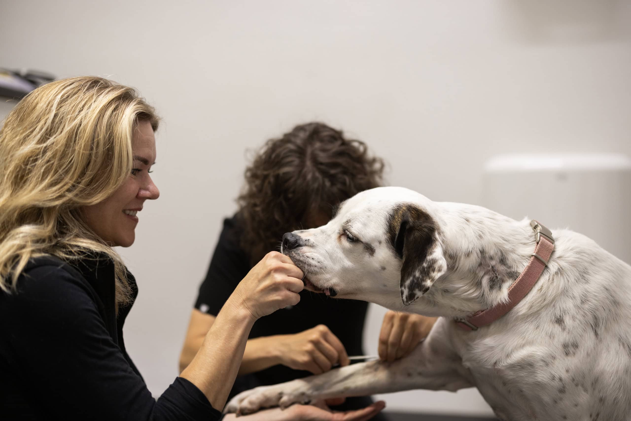 En dyrlæge i Gentofte gang med at fodre en hund på en dyreklinik.