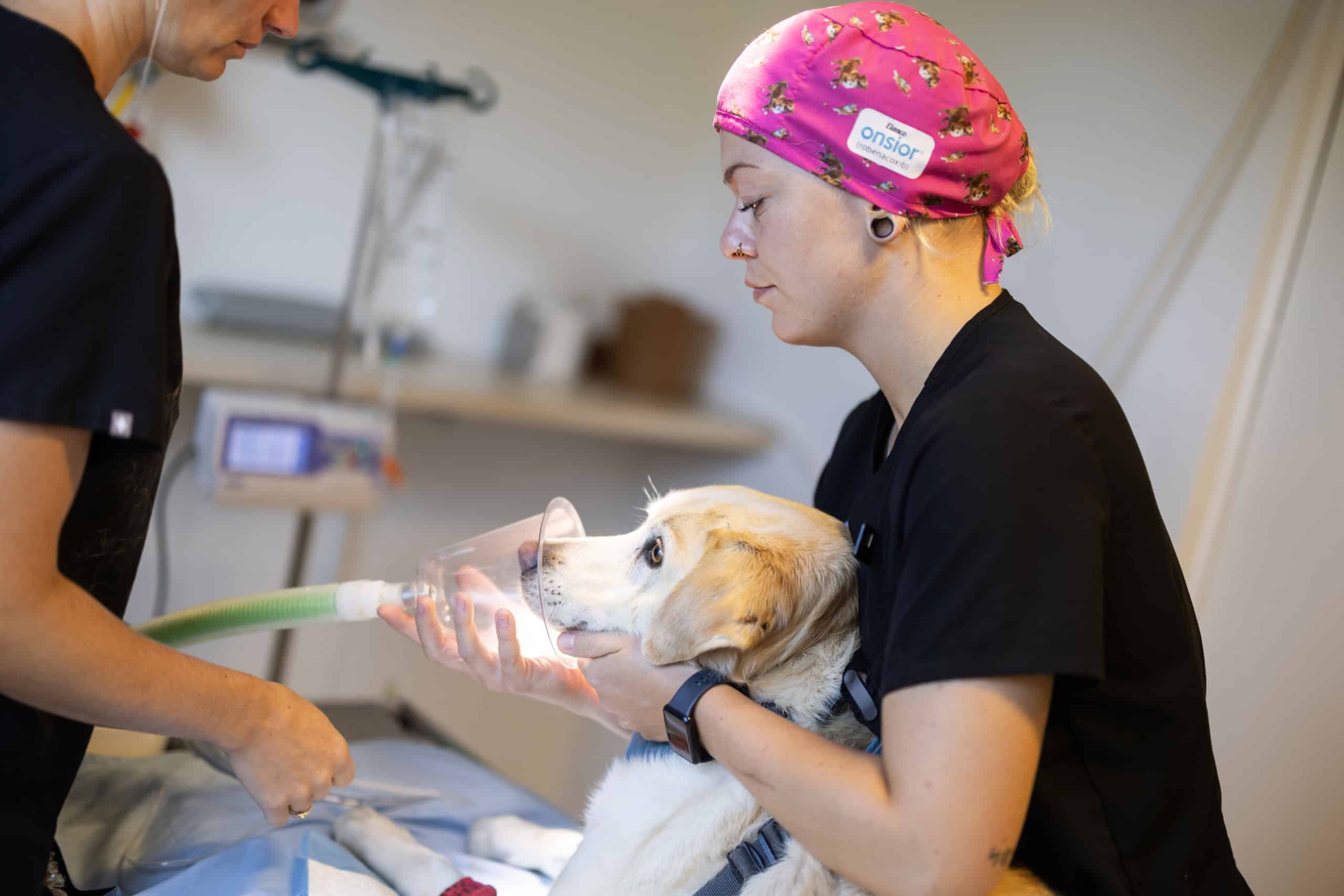 På en dyreklinik er en dyrlæge i Lyngby i gang med at forberede en medicinsk procedure for en hund.