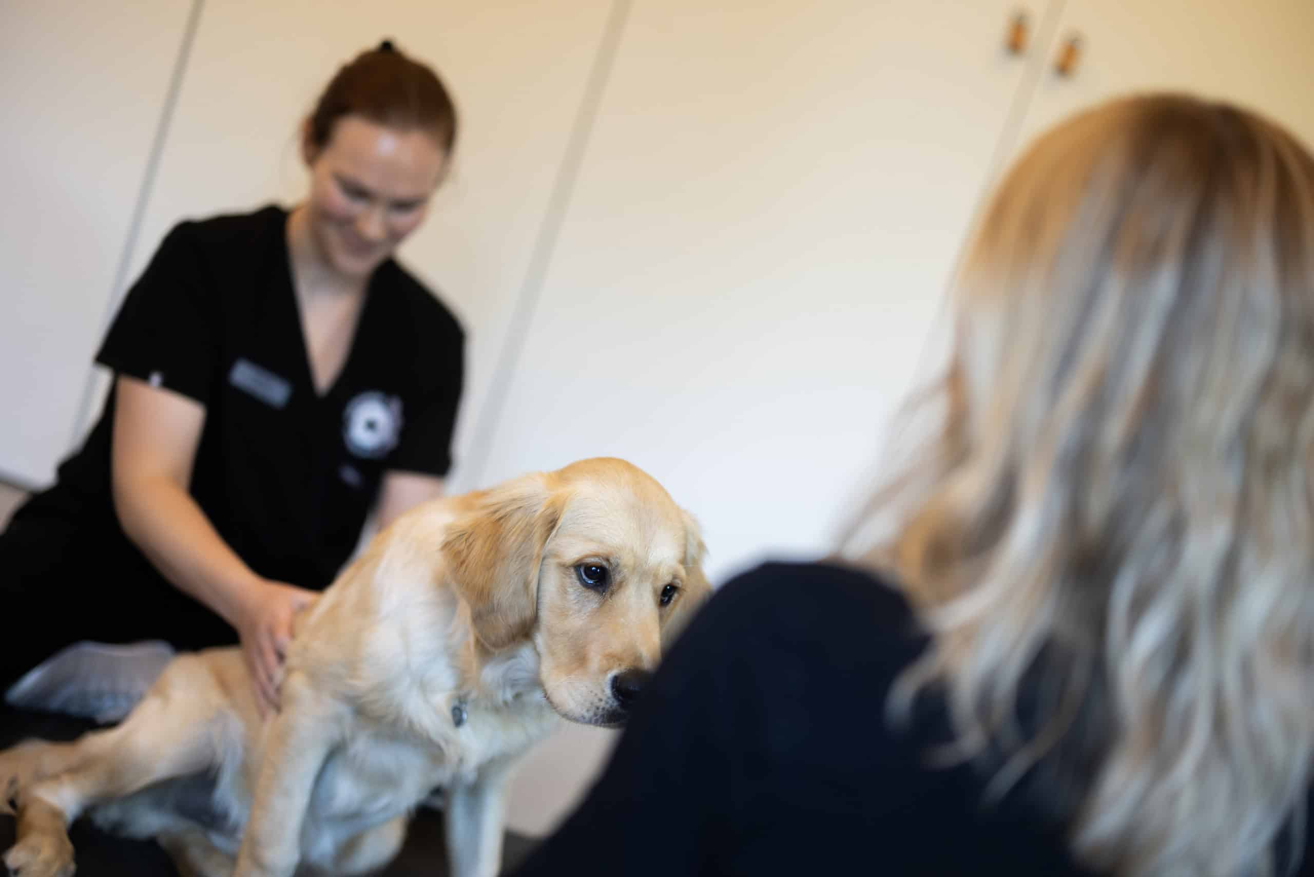 Professionel dyrlæge i Bagsværd