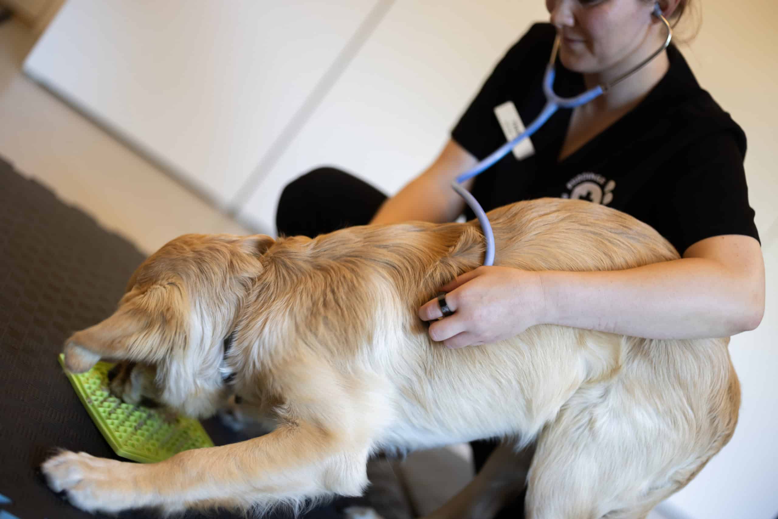 Kompetent dyrlæge i Herlev